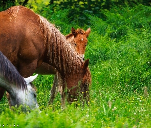 Źrebak, Trawa, Konie