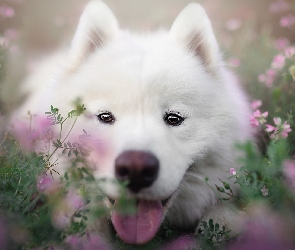 Pies, Zbliżenie, Kwiaty, Samojed, Biały