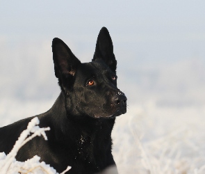 Pies, Śnieg, Czarny owczarek niemiecki