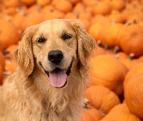 Golden retriever, Dynie, Pies