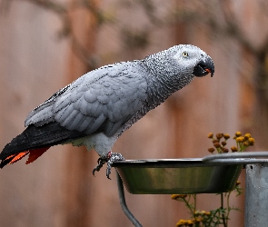Papuga, Miseczka, Żako