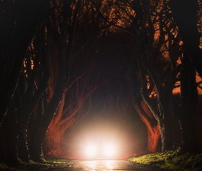 Noc, Hrabstwo Antrim, Aleja, Irlandia Północna, Dark Hedges, Buki, Droga, Światła, Drzewa