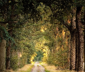 Droga, Drzewa, Liściasty, Las