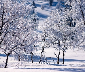 Zima, Śnieg, Gałęzie, Drzewa, Ośnieżone