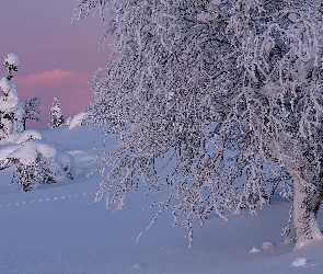 Zima, Śnieg, Gałęzie, Drzewa, Zaśnieżone