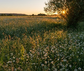 Łąka, Zachód słońca, Margerytki, Drzewa, Trawa