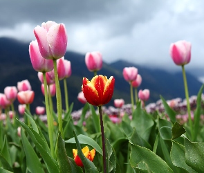 Różowe, Tulipan, Czerwono-żółty, Tulipany, Kwiaty