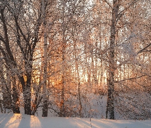 Śnieg, Brzozy, Drzewa, Ośnieżone, Zima