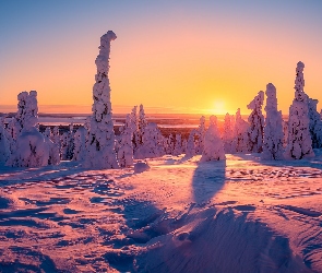Park Narodowy Riisitunturi, Laponia, Finlandia, Zachód słońca, Ośnieżone, Zima, Drzewa, Gmina Posio