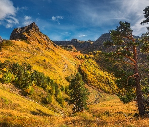 Góry, Trawa, Drzewa