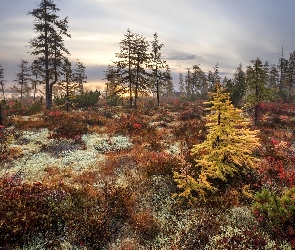 Rośliny, Krzewy, Jesień, Drzewa