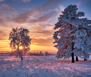 Ośnieżone, Wschód słońca, Trawa, Drzewa