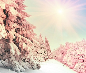 Śnieg, Promienie słońca, Drzewa, Ośnieżone, Zima