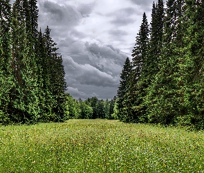 Drzewa, Chmury, Ciemne, Świerki, Park