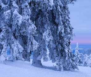 Śnieg, Zima, Drzewa, Zaśnieżone