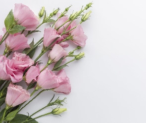 Kwiaty, Eustoma, Różowe