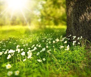 Słońce, Kwiaty, Drzewo, Wiosna, Łąka, Białe