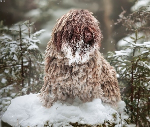 Pies, Śnieg, Puli