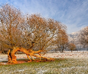 Pochylona, Wierzba, Drzewa