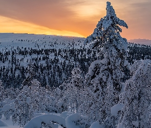 Zima, Drzewa, Krzewy, Ośnieżone