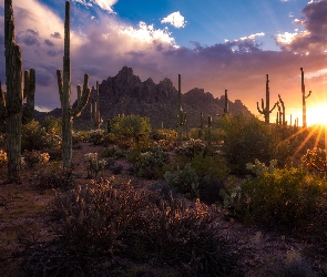 Góry, Kaktusy Saguaro, Stany Zjednoczone, Zachód słońca, Arizona, Karnegie olbrzymie