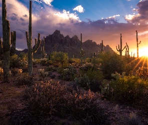Arizona, Zachód słońca, Kaktusy, Stany Zjednoczone, Karnegie olbrzymie, Góry, Park Narodowy Saguaro