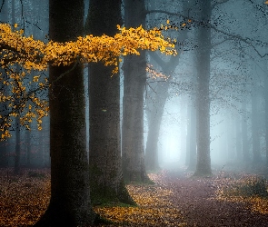 Drzewa, Gałąź, Las, Mgła, Liście, Jesień, Ścieżka, Żółte