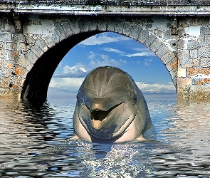 Delfin, Most, Woda