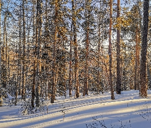 Zima, Drzewa, Las iglasty