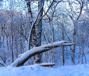 Zima, Śnieg, Gałęzie, Drzewa, Konar, Las