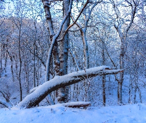 Gałęzie, Konar, Śnieg, Zima, Las, Drzewa