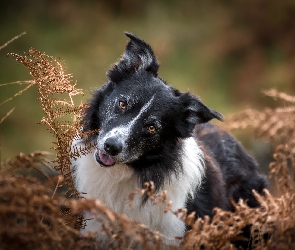 Pies, Paprocie, Uschnięte, Border collie, Biało-czarny