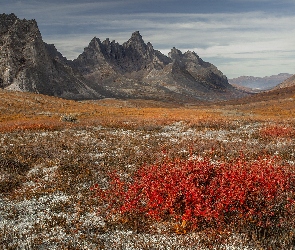 Tombstone Territorial Park, Kolorowe, Park, Jesień, Jukon, Góry Ogilvie, Kanada, Rośliny