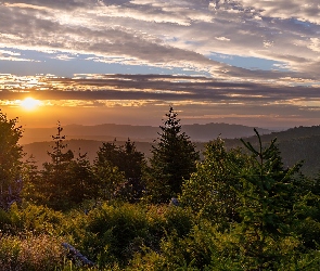 Chmury, Drzewa, Lasy, Góry, Wschód słońca