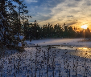 Szwecja, Rezerwat, Zachód słońca, Las, Rzeka, Drzewa, Zima, Śnieg, Arvika, Przyrody, Glaskogen, Trawy
