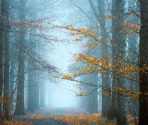 Mgła, Drzewa, Las, Droga, Pożółkłe, Gałęzie, Liście, Jesień