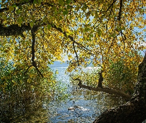 Szuwary, Gałęzie, Jezioro, Jesień, Drzewo, Zwisające