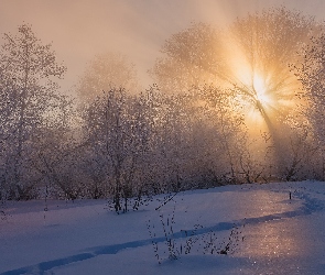 Zima, Przebijające światło, Oszronione, Drzewa, Mgła