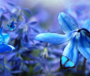 Kwiaty, Niebieskie, Motyle, Cebulica, Dzwonek, Płatki