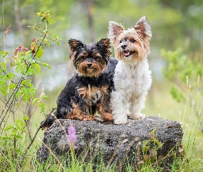 Kamień, Yorkshire terrier, Dwa, Psy