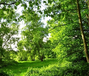 Roślinność, Drzewa, Lato, Zielone