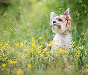 Pies, Kwiaty, Żółte, Yorkshire terrier