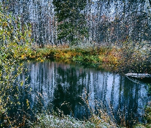 Staw, Jesień, Trawa, Drzewa, Brzozy, Oszroniona, Las