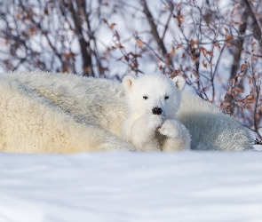 Mały, Niedźwiadek, Niedźwiedzie polarne