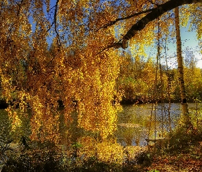 Rzeka, Jesień, Huśtawka, Brzoza