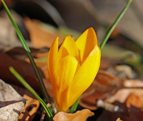Liście, Krokus, Kwiat, Żółty