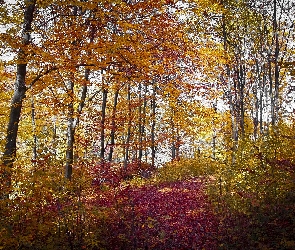 Las, Liście, Kolorowe, Drzewa, Jesień