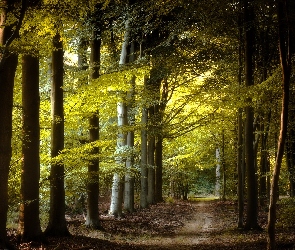 Las, Drzewa, Droga, Ścieżka, Zielony