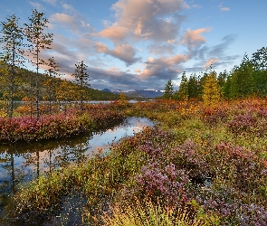 Jesień, Jezioro, Rosja, Rośliny, Kołyma, Drzewa