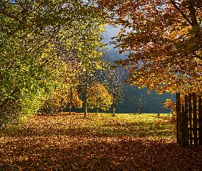 Jesień, Drzewa, Płot, Opadłe, Liście, Krzewy